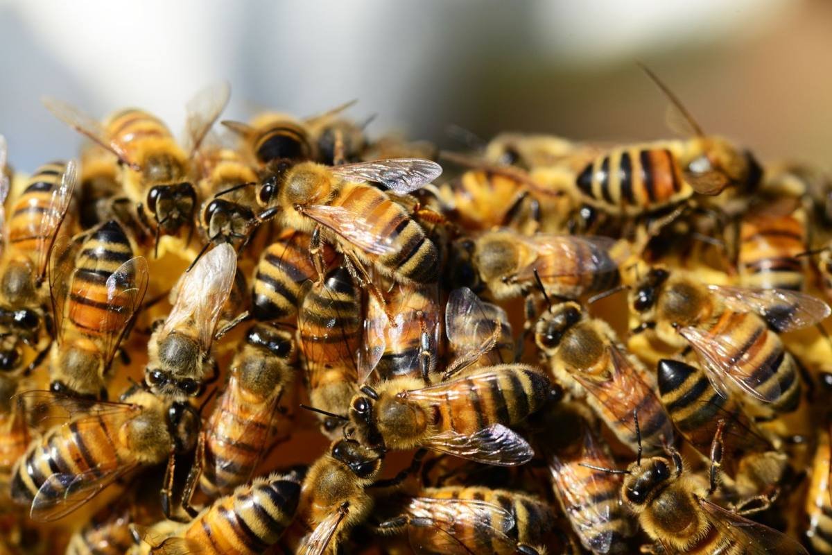 Varroamilbe: Der größte Feind der Honigbiene