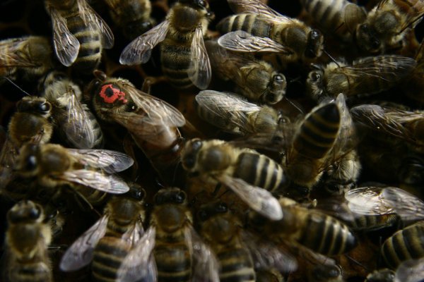 Die Bienenkönigin – Herzstück des Bienenvolkes