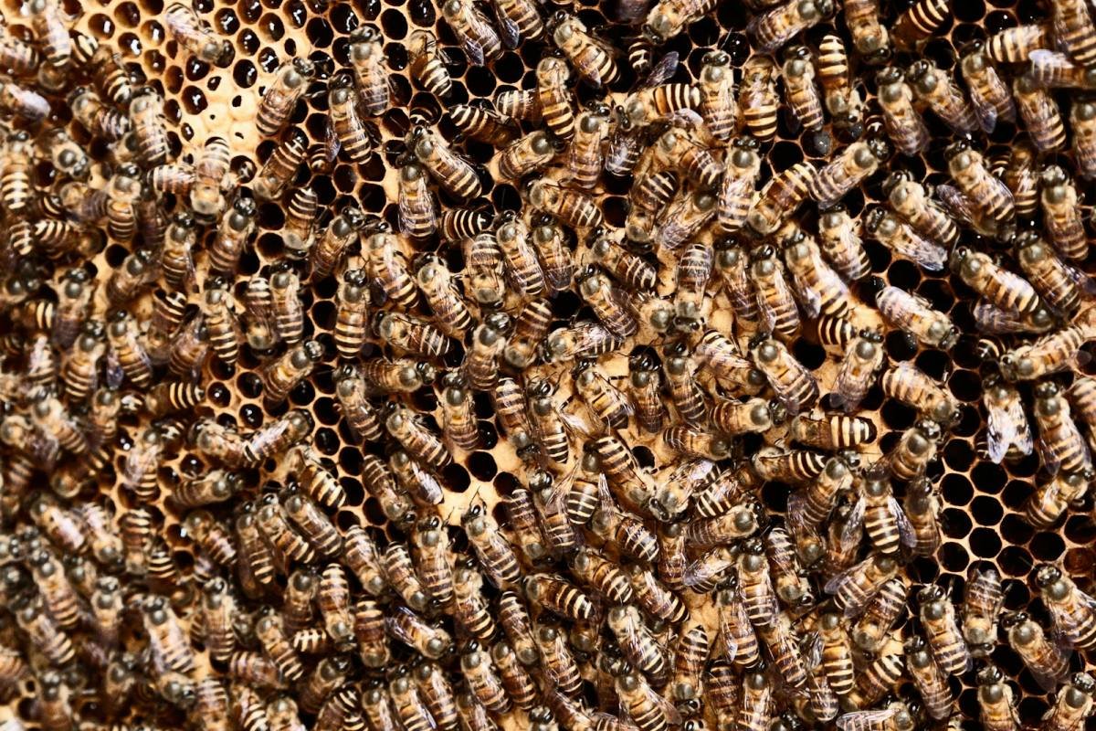 Ein Bienenjahr beim Imker: Von der Auswinterung bis zur Ernte