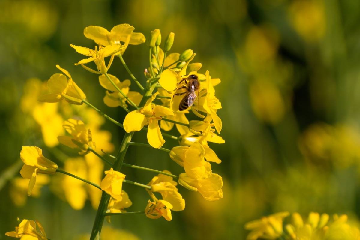 Pollen und Bienenbrot: Das Superfood aus dem Bienenstock