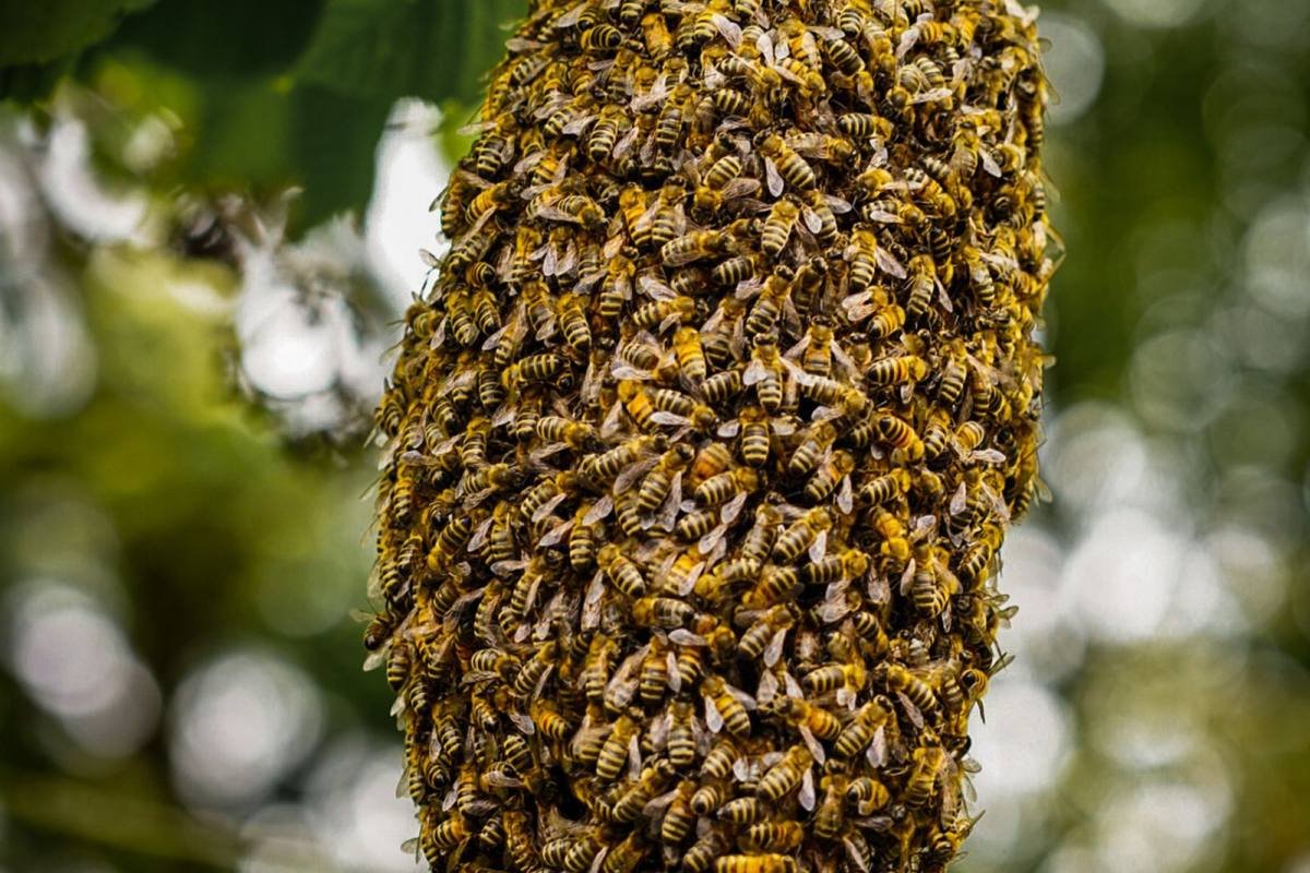 Bienenschwarm gesichtet? Das solltest du wissen und tun